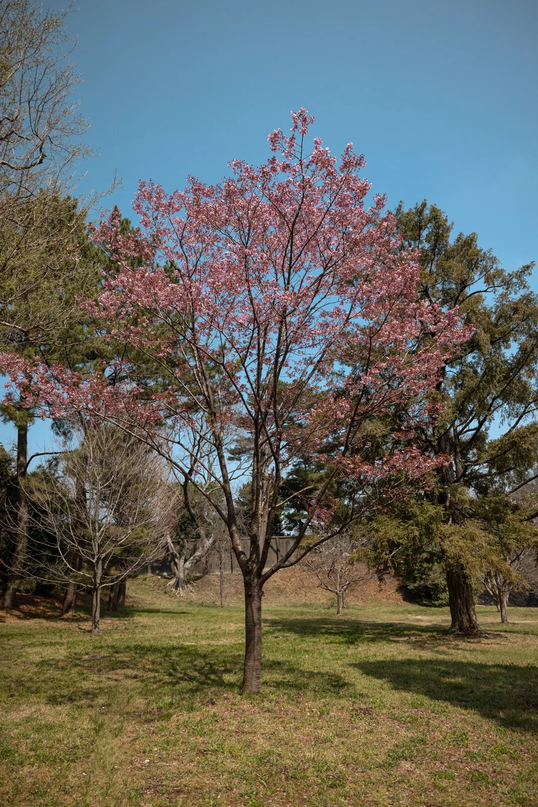 2026 TOKYO IMPERIAL PALACE-32.jpg