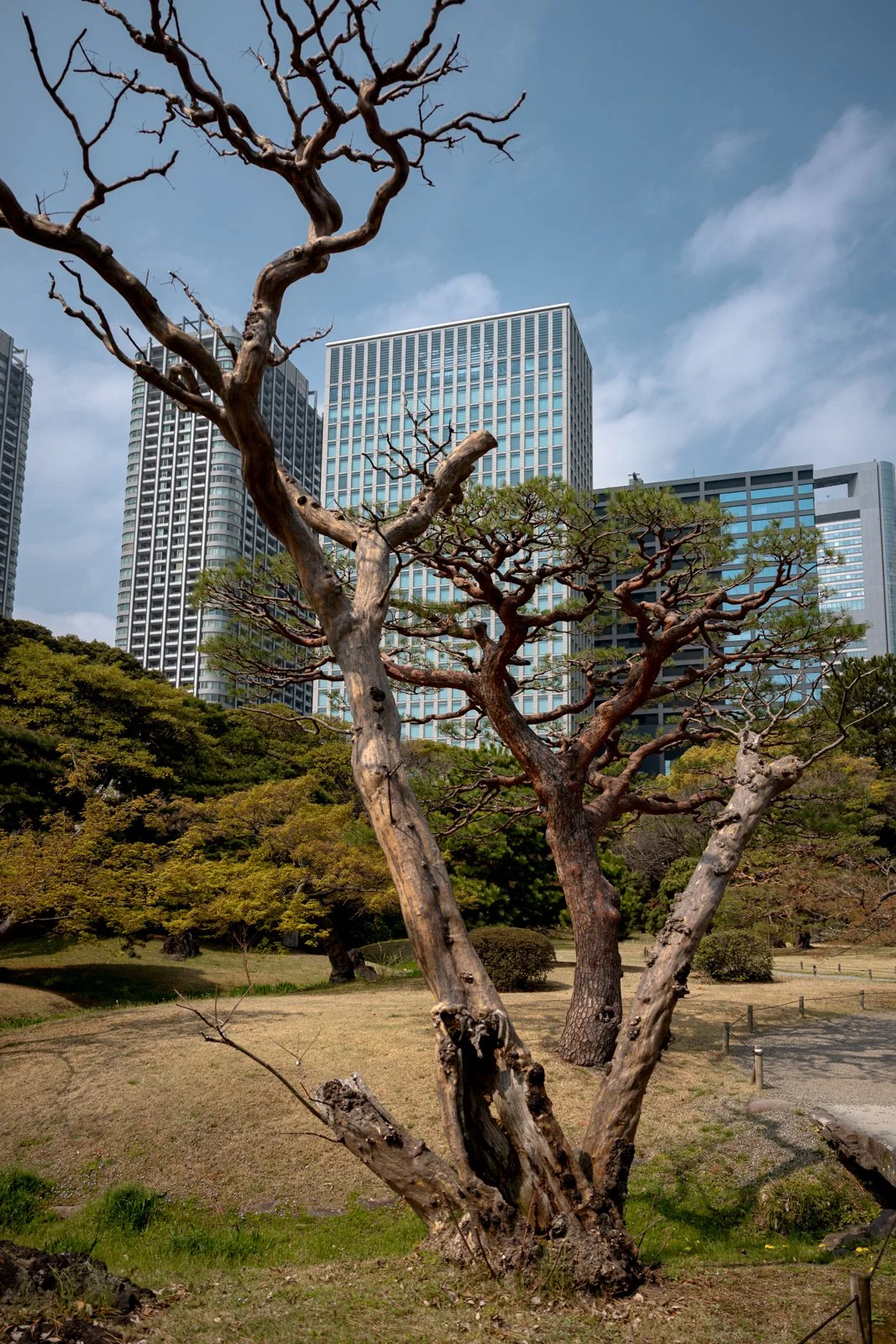 2026 TOKYO HAMA RIKYU GARDEN-3.jpg