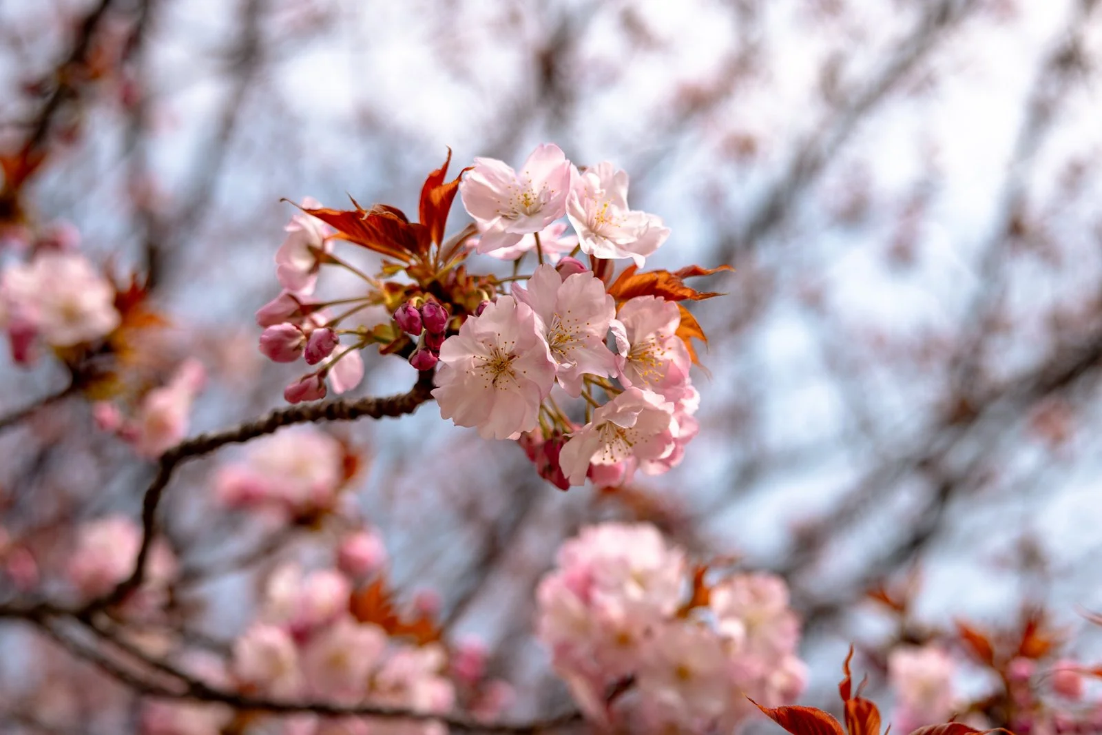 2026 TOKYO HAMA RIKYU GARDEN-23.jpg