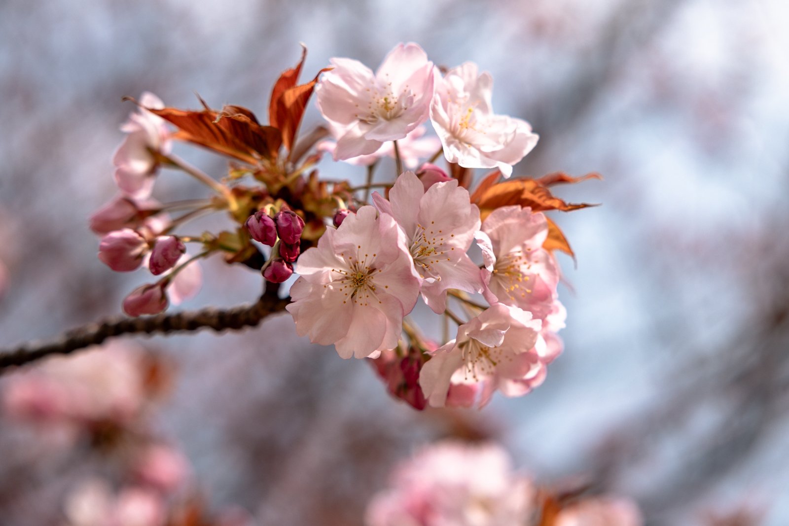 2026 TOKYO HAMA RIKYU GARDEN-24.jpg