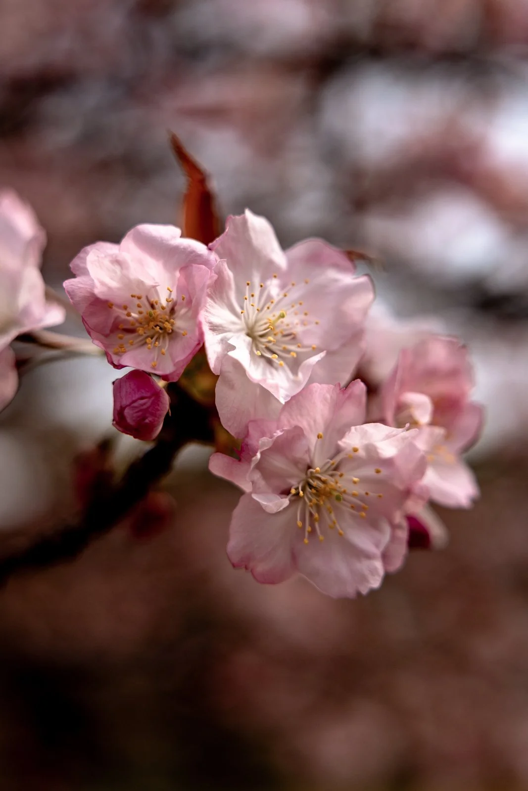 2026 TOKYO HAMA RIKYU GARDEN-25.jpg