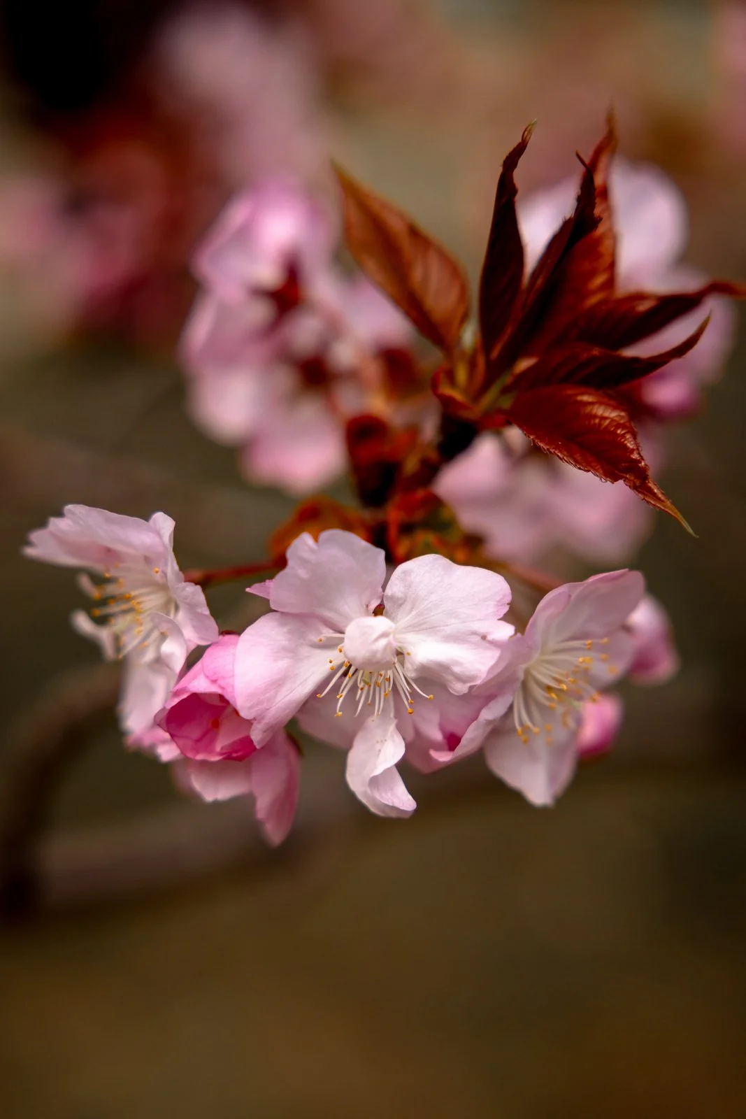 2026 TOKYO HAMA RIKYU GARDEN-26.jpg