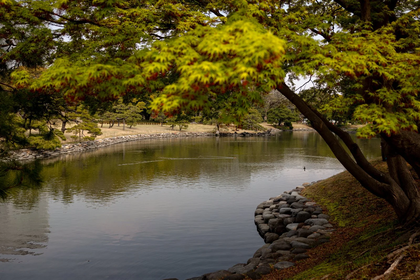 2026 TOKYO HAMA RIKYU GARDEN-28.jpg