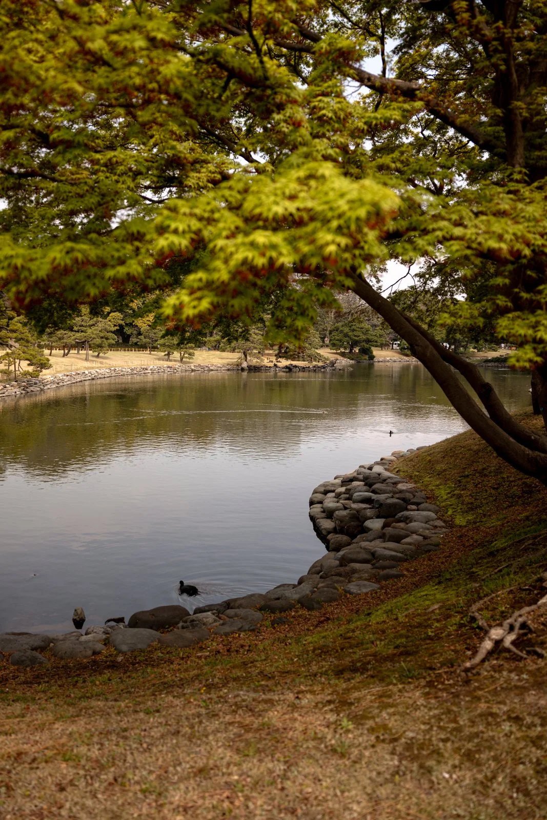 2026 TOKYO HAMA RIKYU GARDEN-29.jpg
