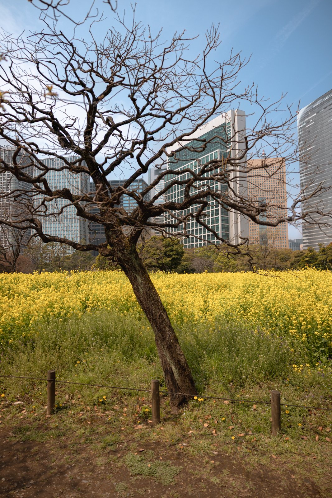 2026 TOKYO HAMA RIKYU GARDEN-35.jpg