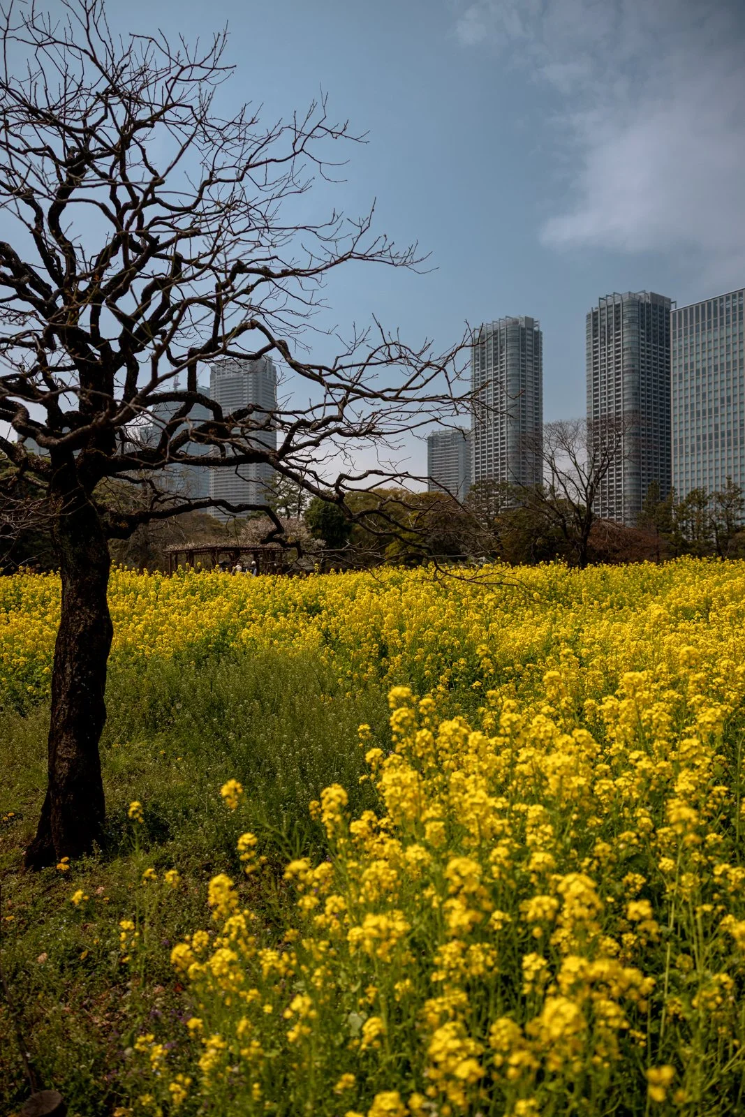 2026 TOKYO HAMA RIKYU GARDEN-37.jpg