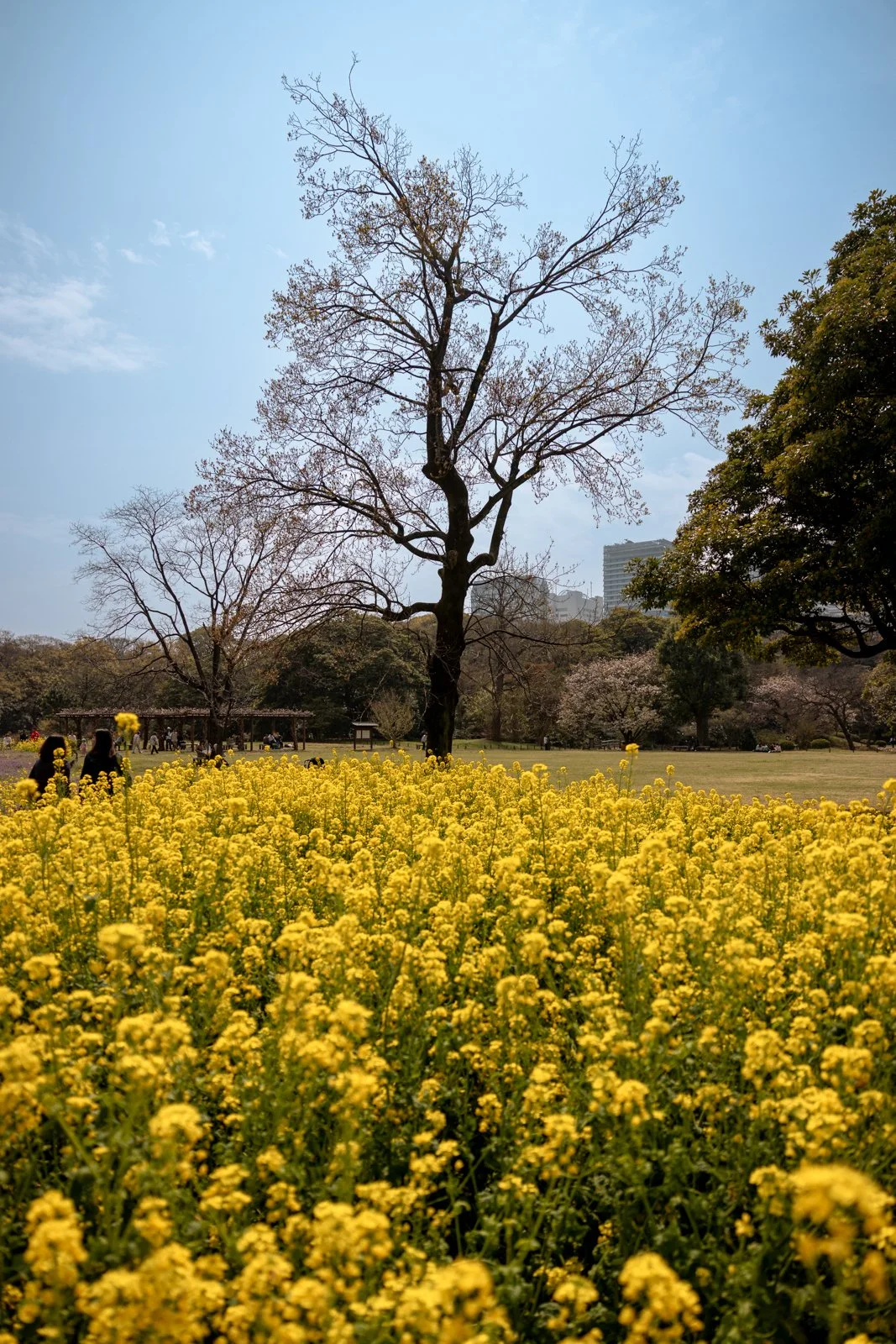 2026 TOKYO HAMA RIKYU GARDEN-38.jpg