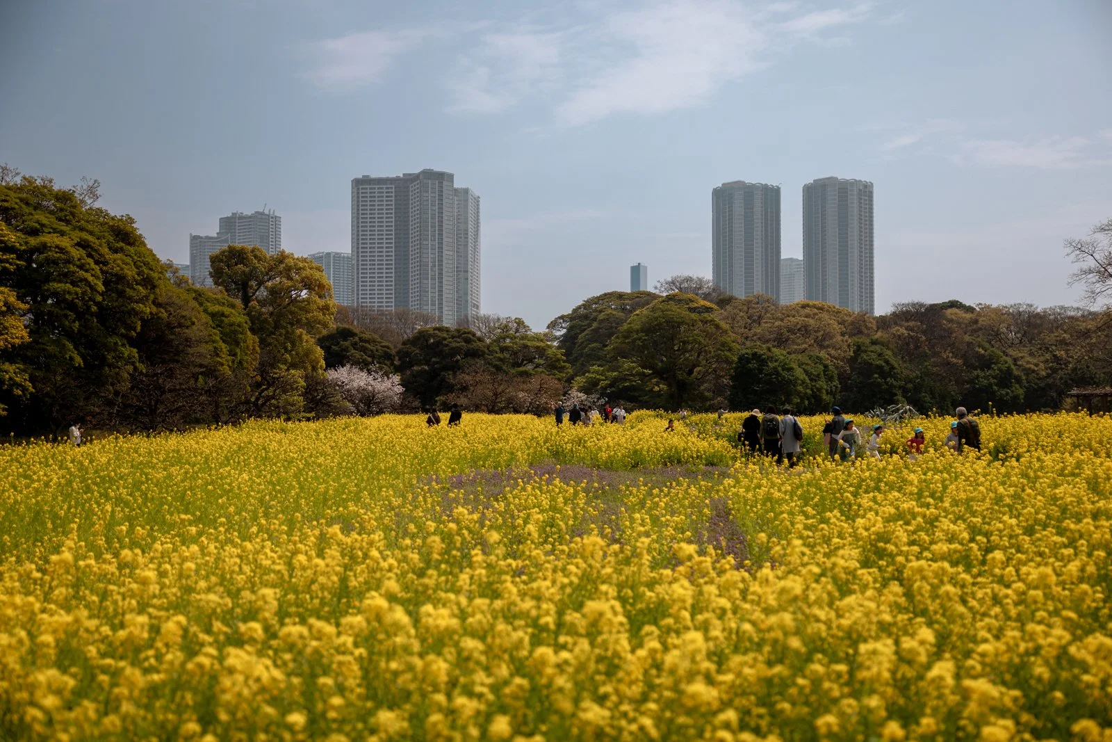 2026 TOKYO HAMA RIKYU GARDEN-39.jpg
