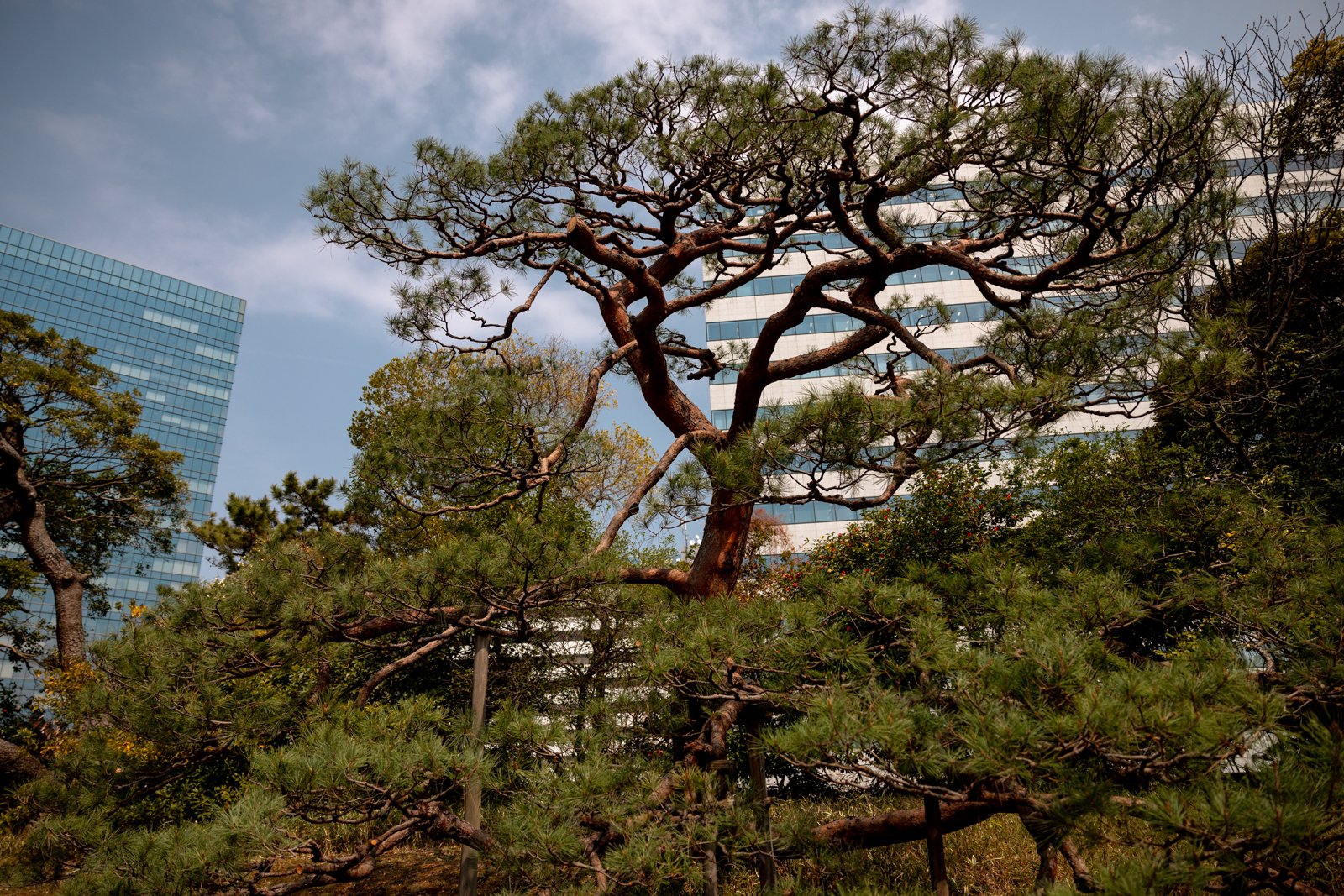 2026 TOKYO HAMA RIKYU GARDEN-41.jpg