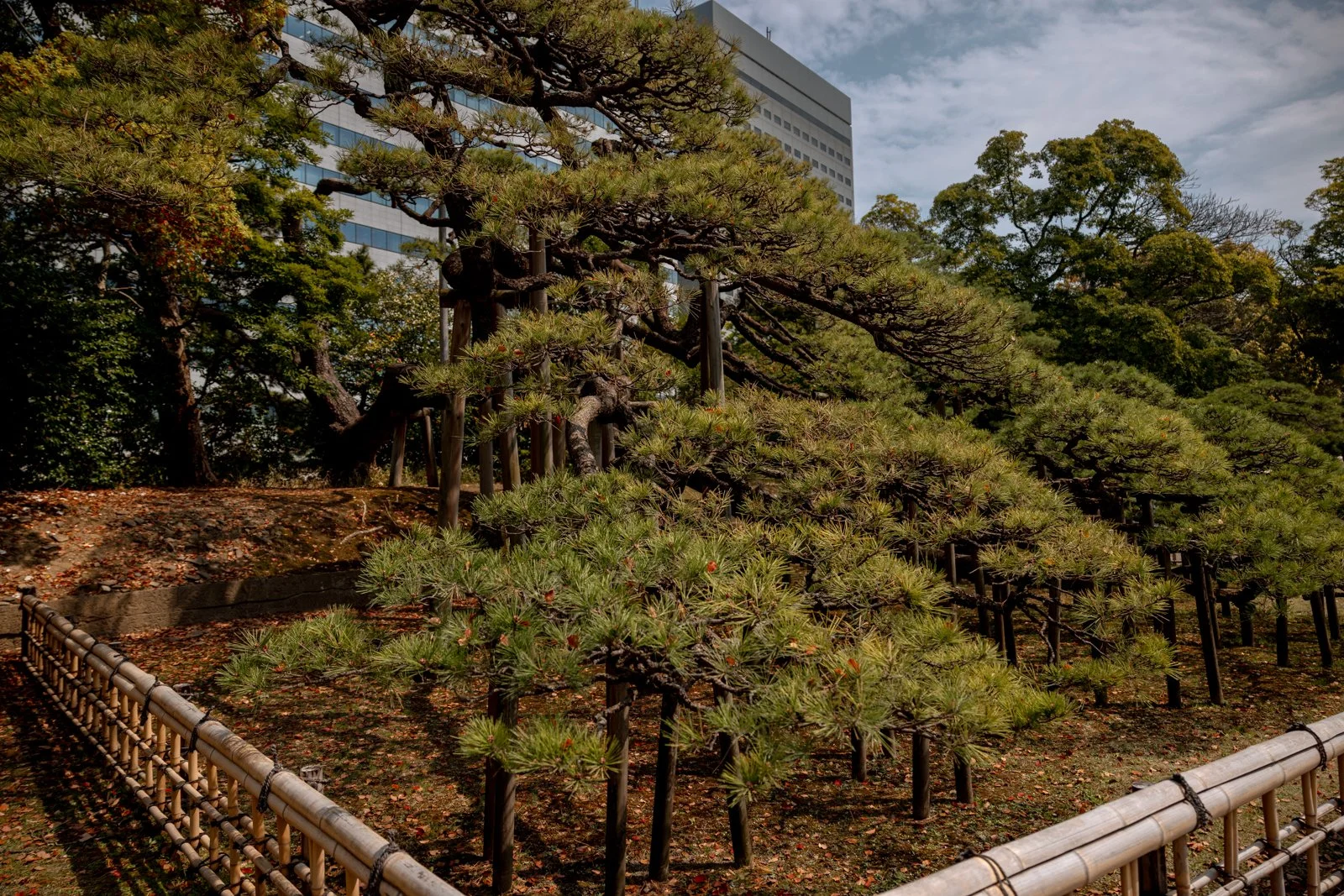 2026 TOKYO HAMA RIKYU GARDEN-42.jpg