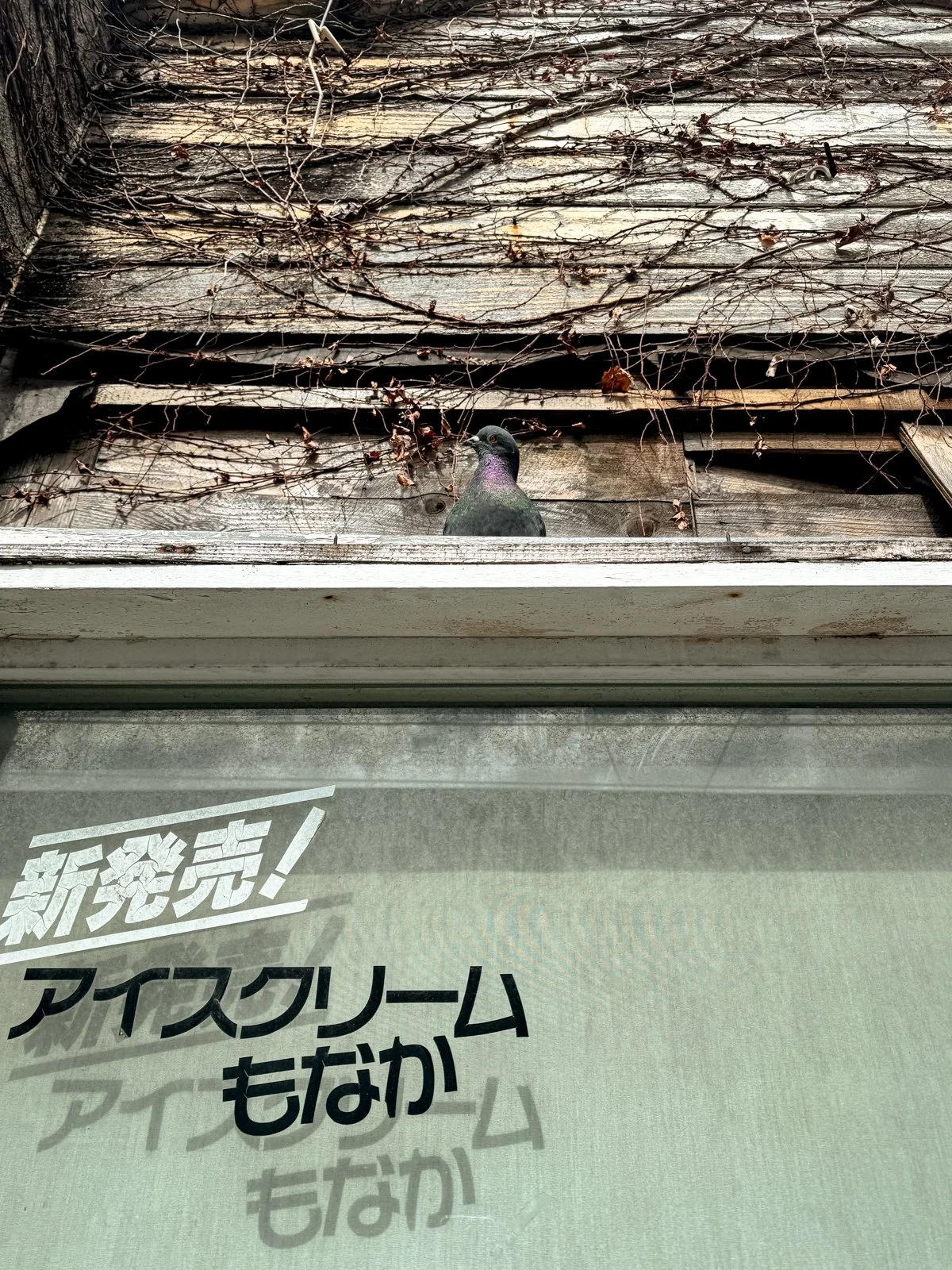 2026 JAPAN FAMILY-49.jpg