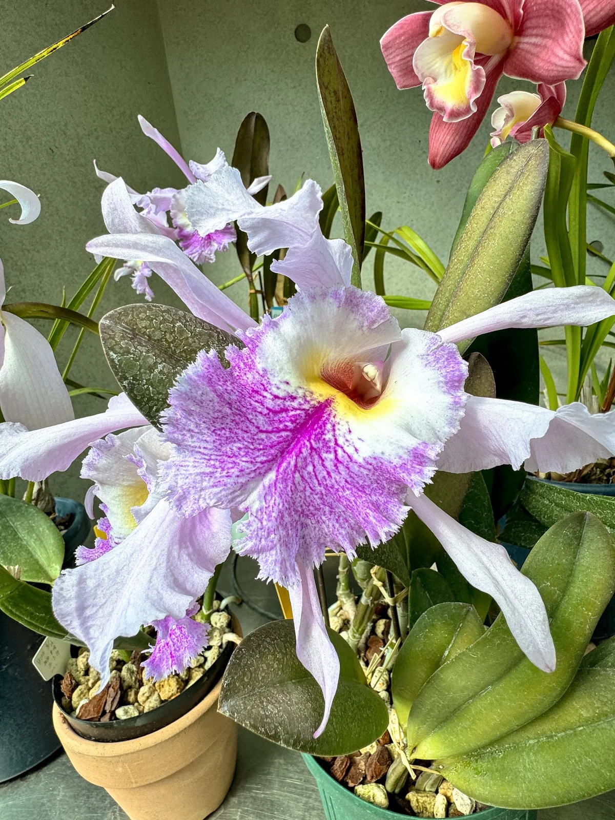 2026 JAPAN FAMILY-107.jpg