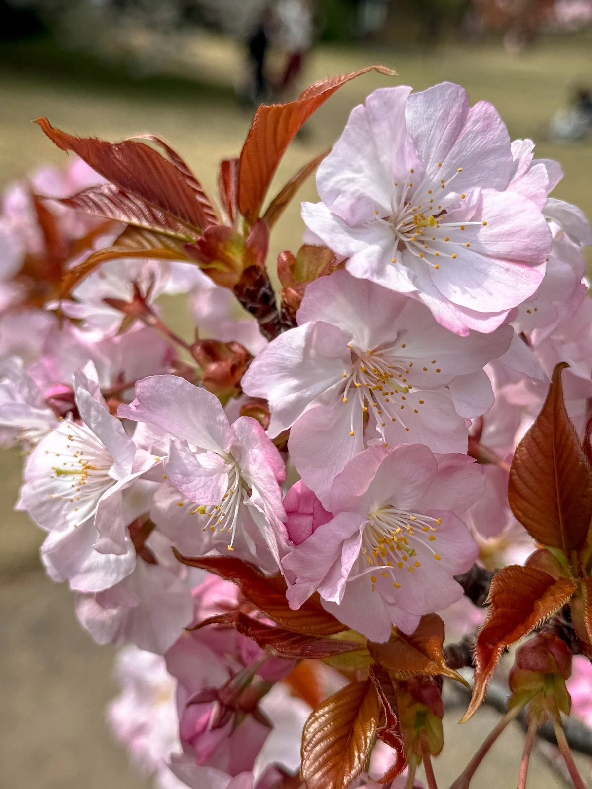 2026 JAPAN FAMILY-234.jpg