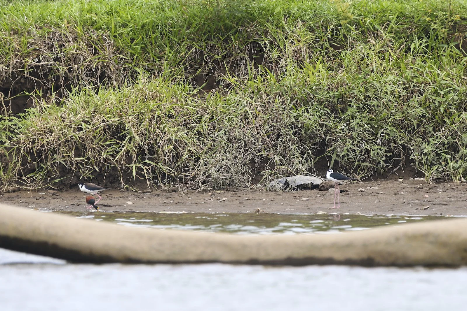 FINAL CR Black Necked Stilt and Northern Jacana-2.JPG
