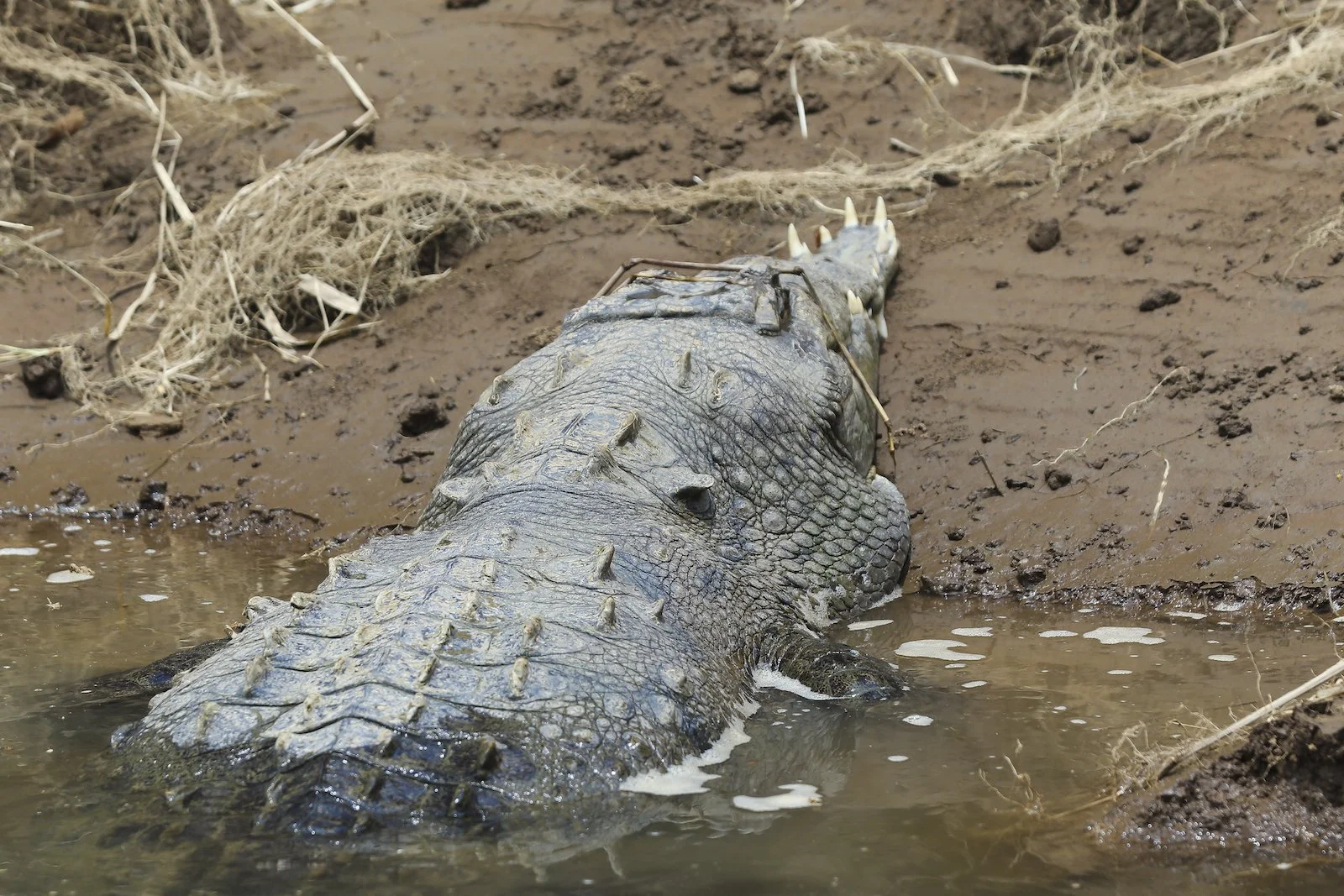 FINAL CR Crocodile 5-2.JPG