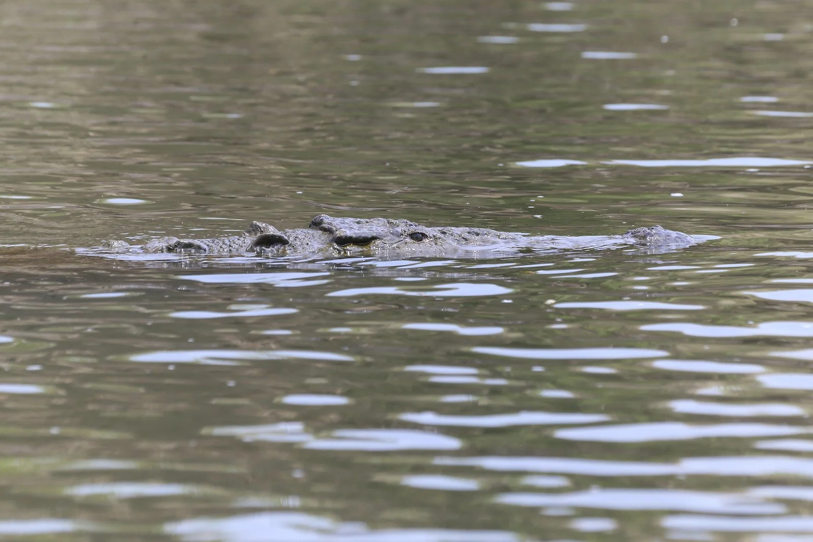 FINAL CR Crocodile 6-2.JPG