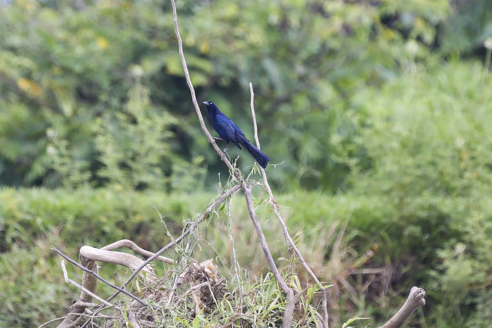 FINAL CR Great Tailed Grackle 2-2.JPG