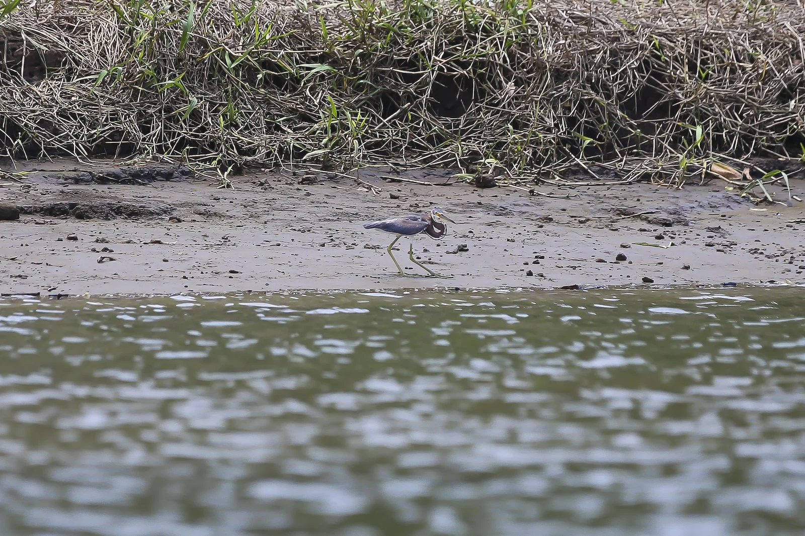 FINAL CR Green Heron 2-2.JPG