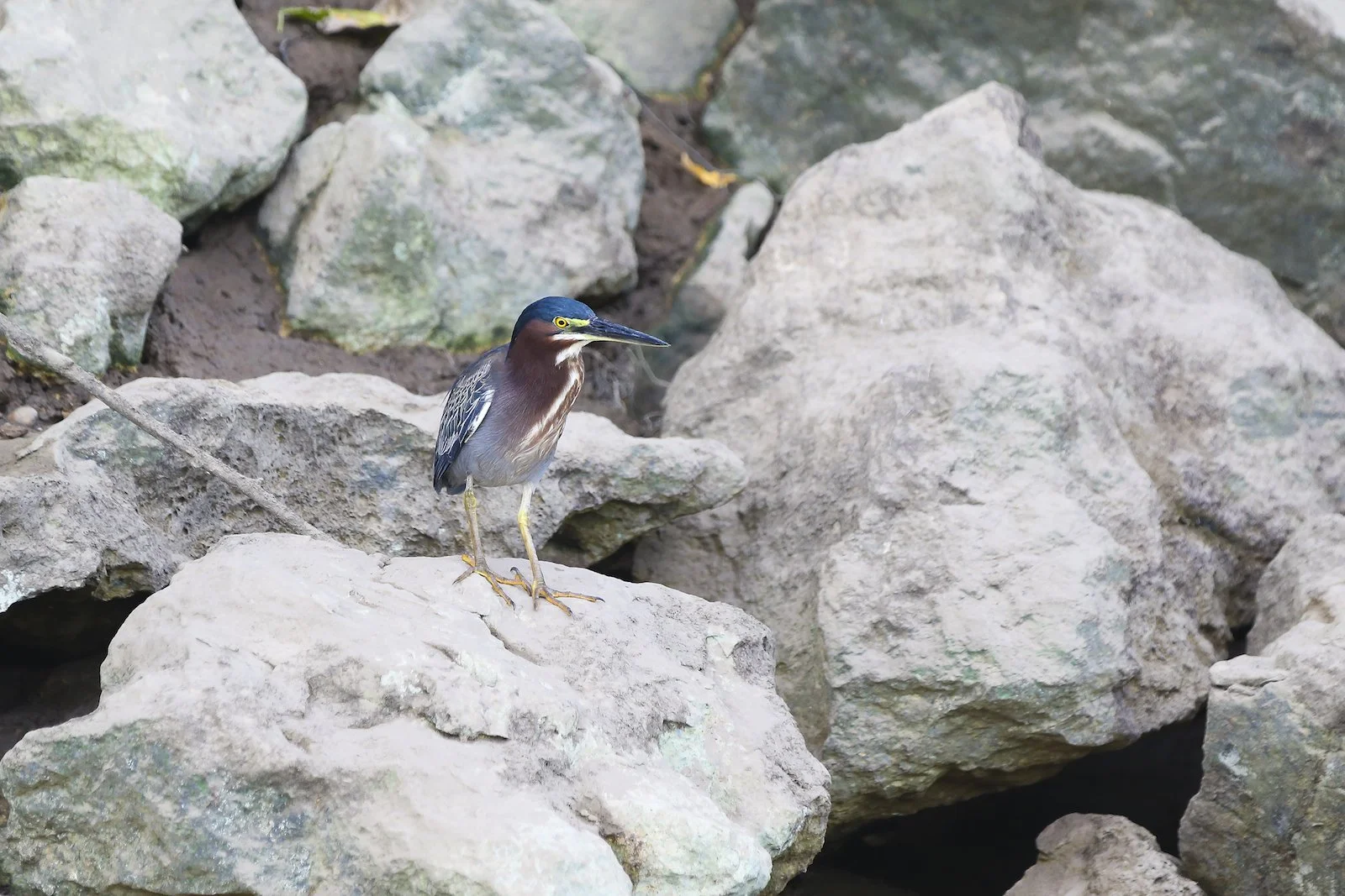 FINAL CR Green Heron-2.JPG