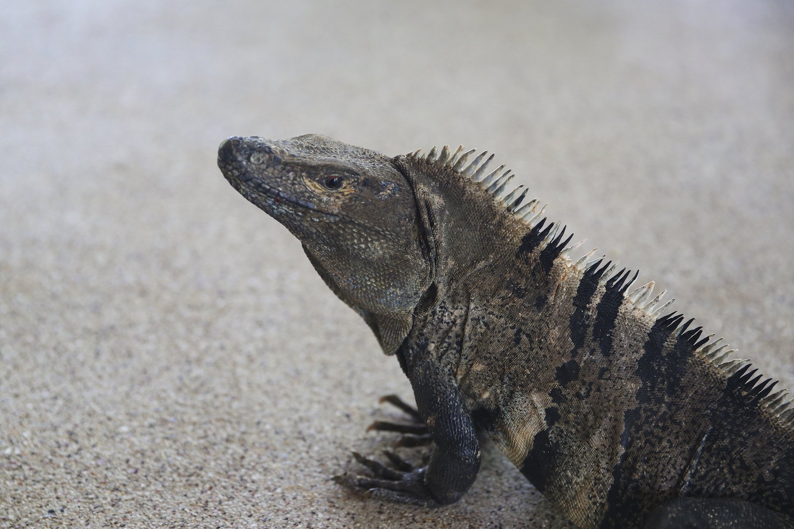FINAL CR Iguana 3-2.JPG