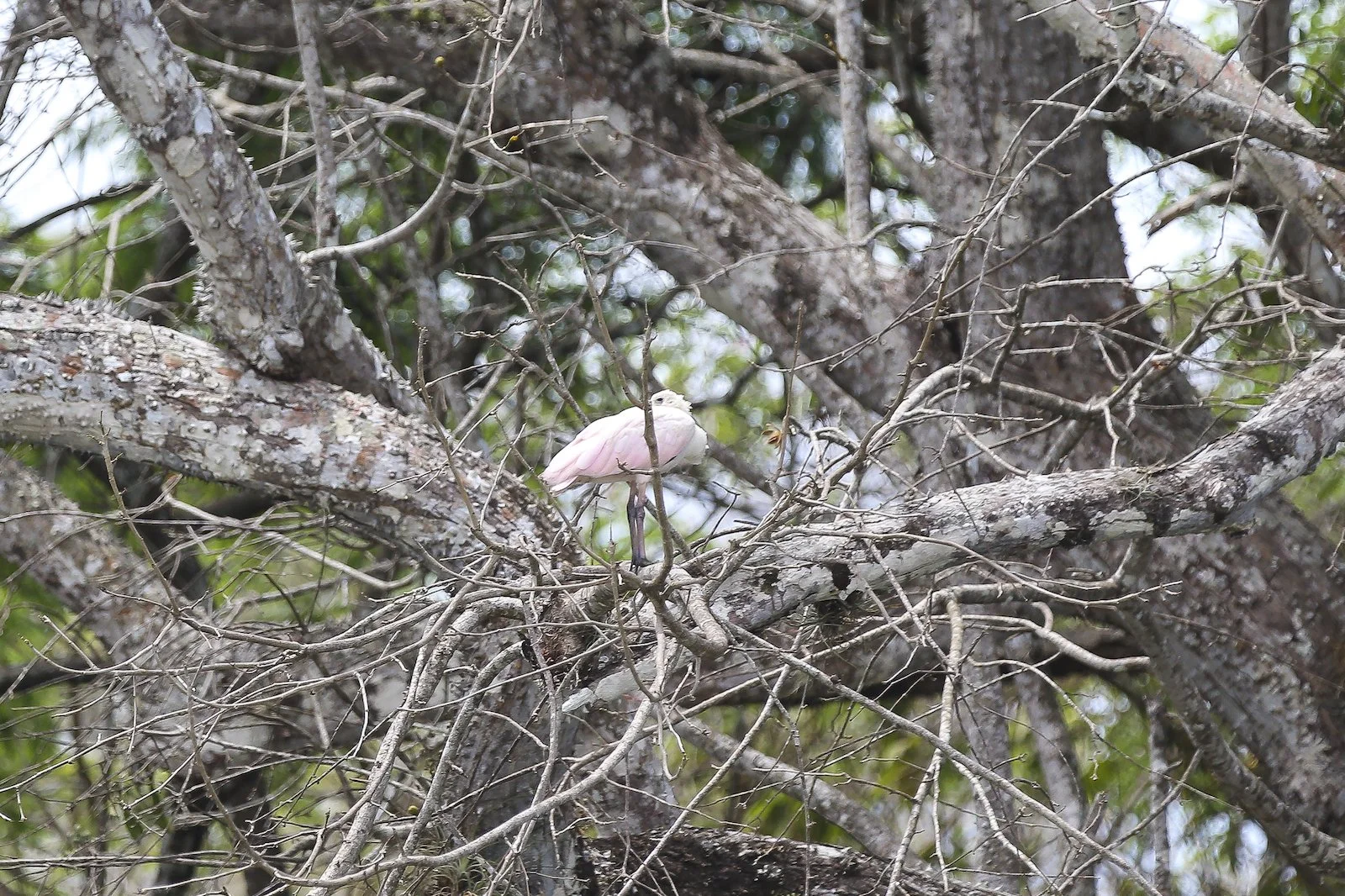 FINAL CR Pink Bird Unknown-2.JPG