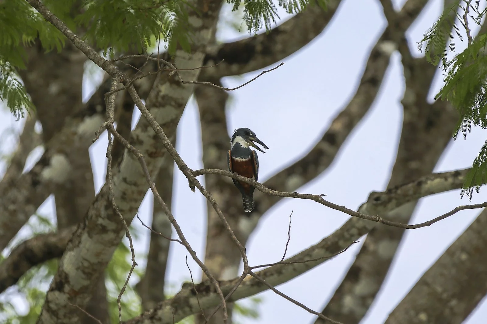 FINAL CR Ringed Kingfisher 3-2.JPG