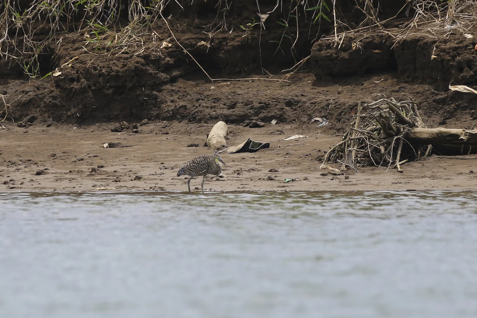FINAL CR Yellow Crowned Night Heron-2.JPG