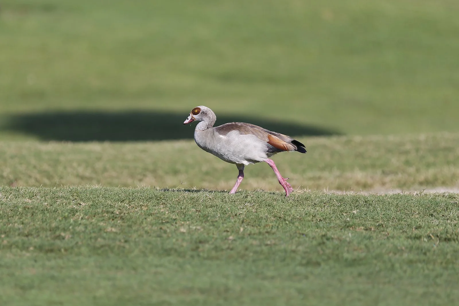 FINAL MI Egyptian Goose-2.JPG