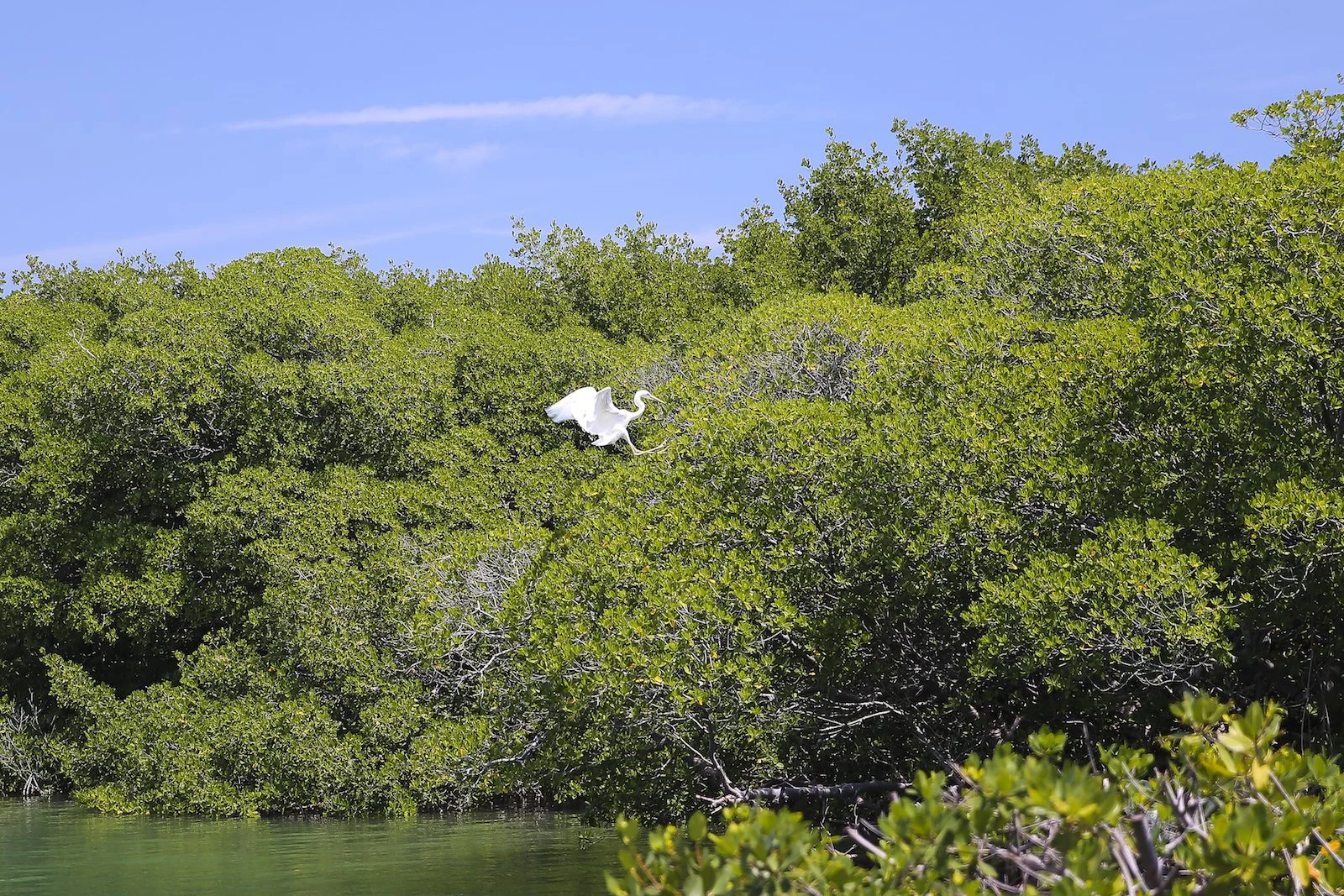 FINAL MI Great Egret-2.JPG