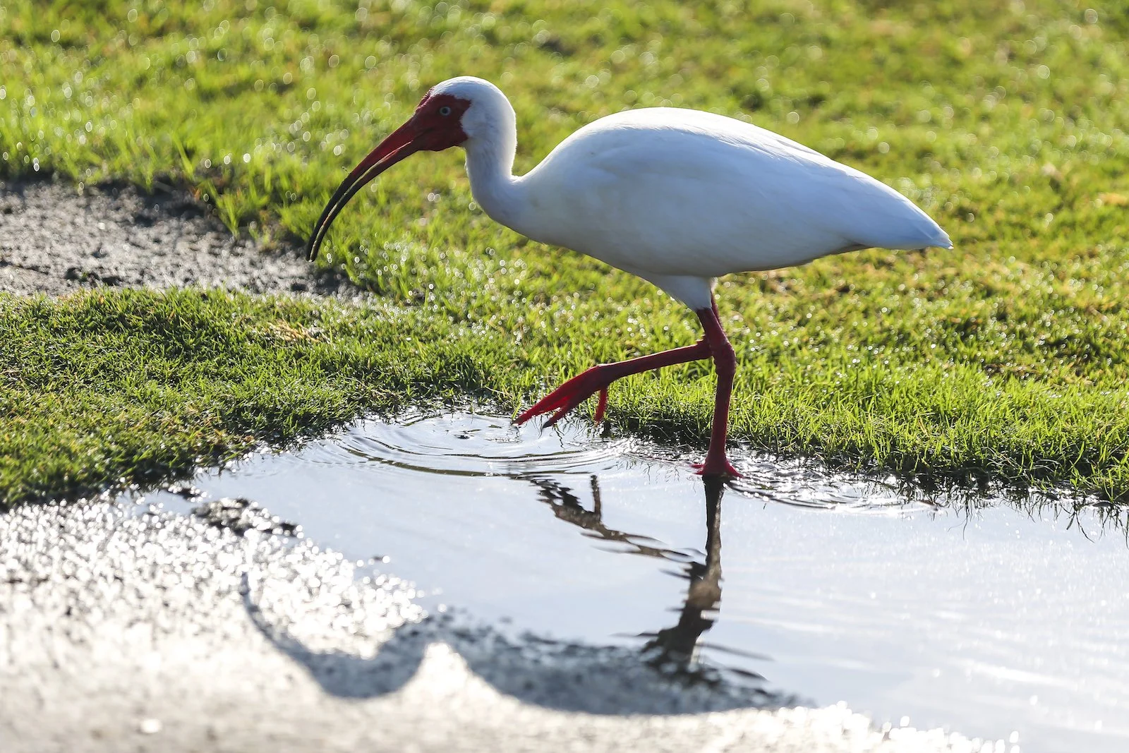 FINAL MI White Ibis 1-2.JPG
