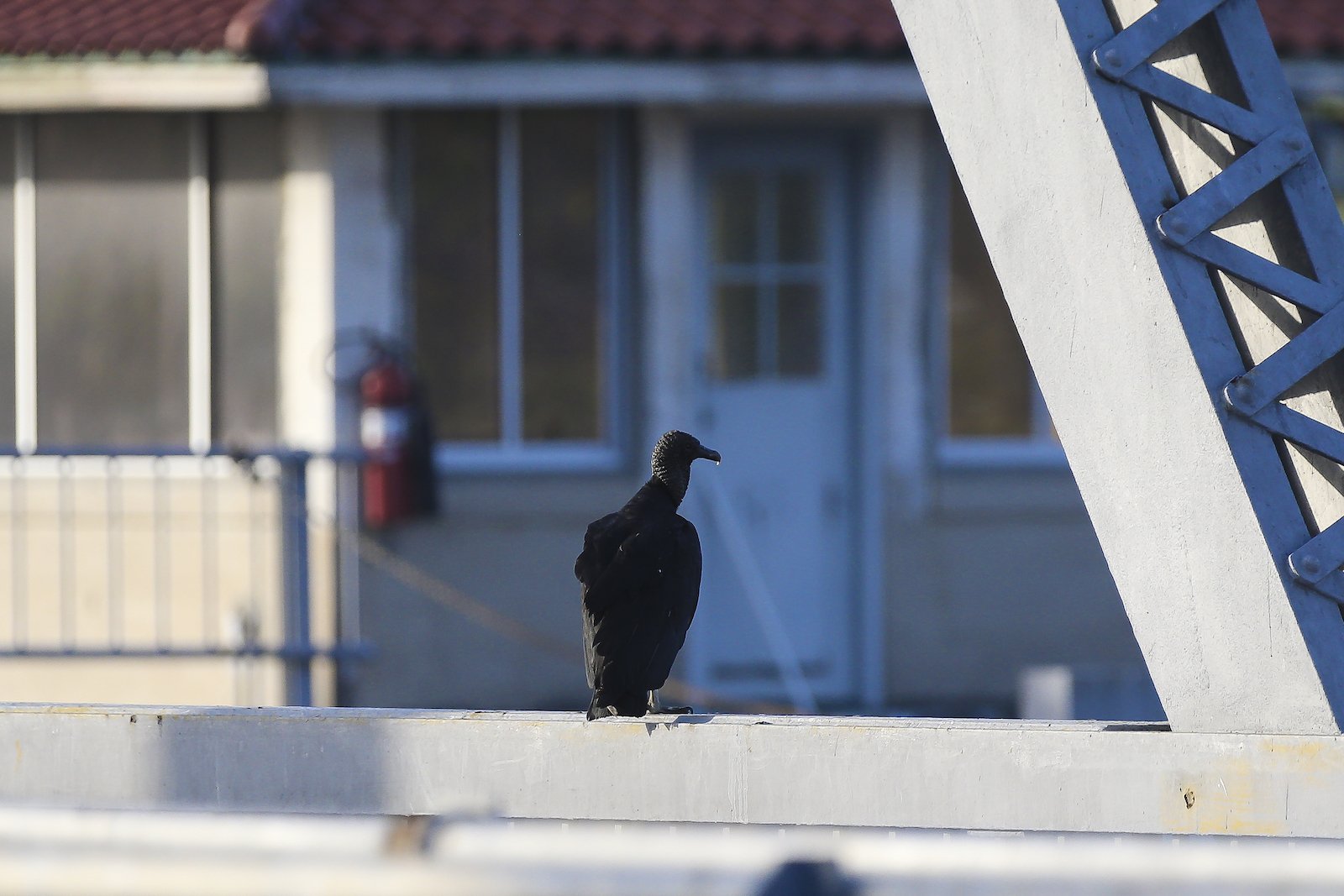 FINAL PA Black Vulture-2.JPG