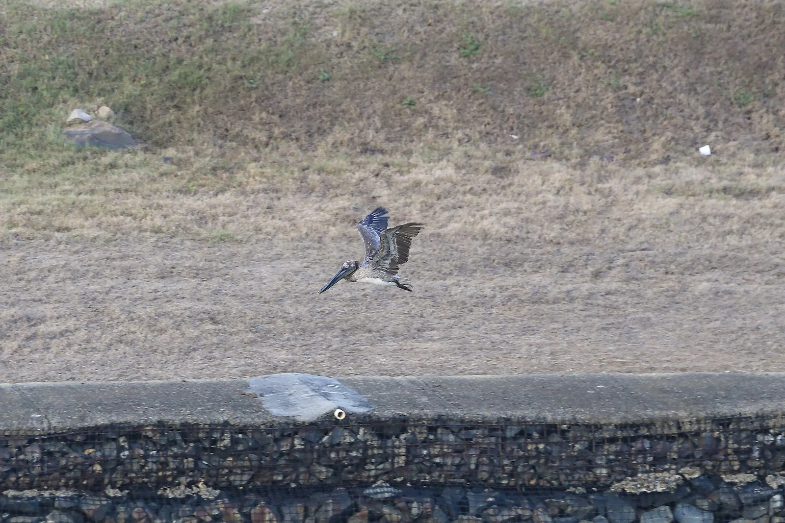 FINAL PA Juvenile Brown Pelican 1-2.JPG