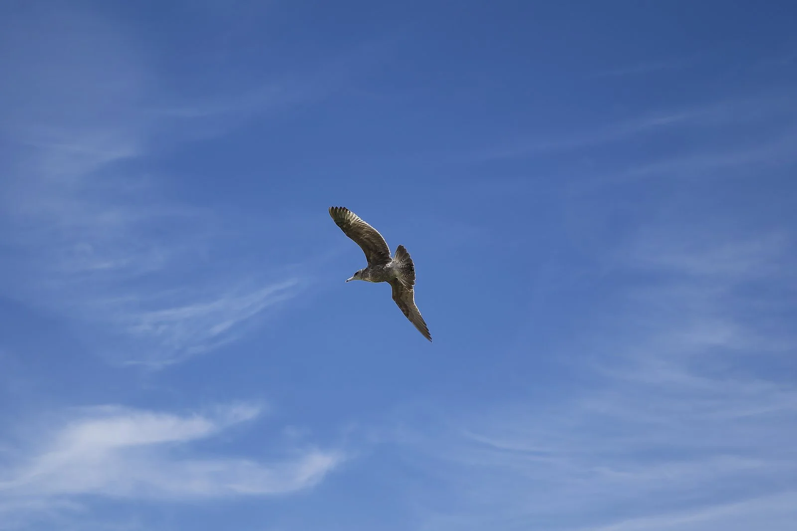 FINAL PA Seagull-2.JPG