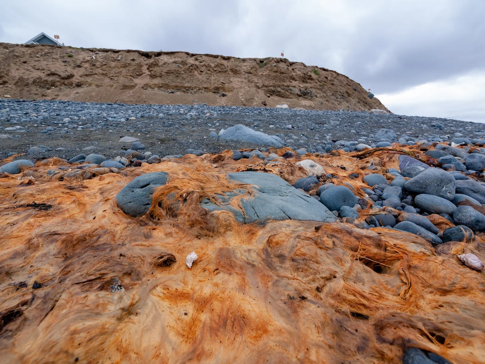 2009 Newfoundland 2020 edit-22.JPG