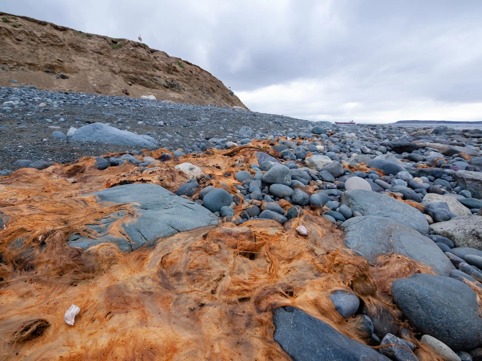 2009 Newfoundland 2020 edit-23.JPG