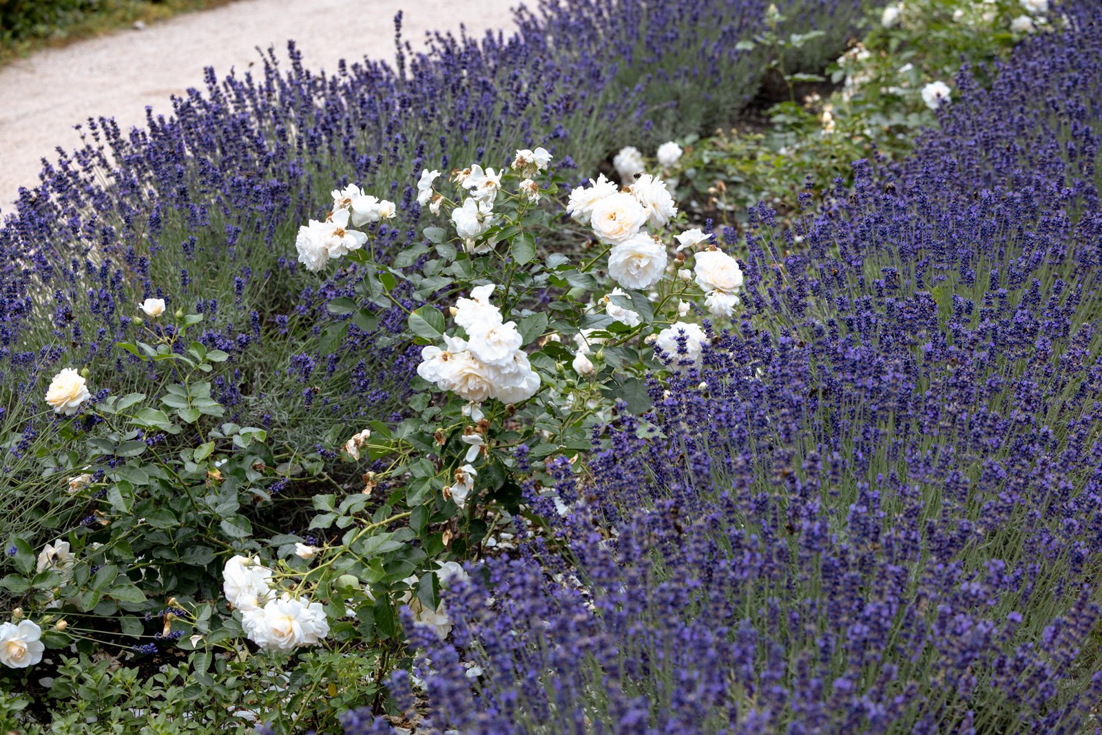 2026 BERLIN TIERGARDEN-12.jpg