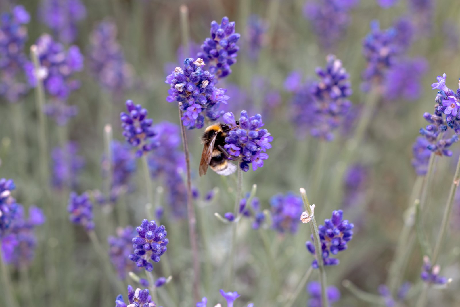 2026 BERLIN TIERGARDEN-15.jpg