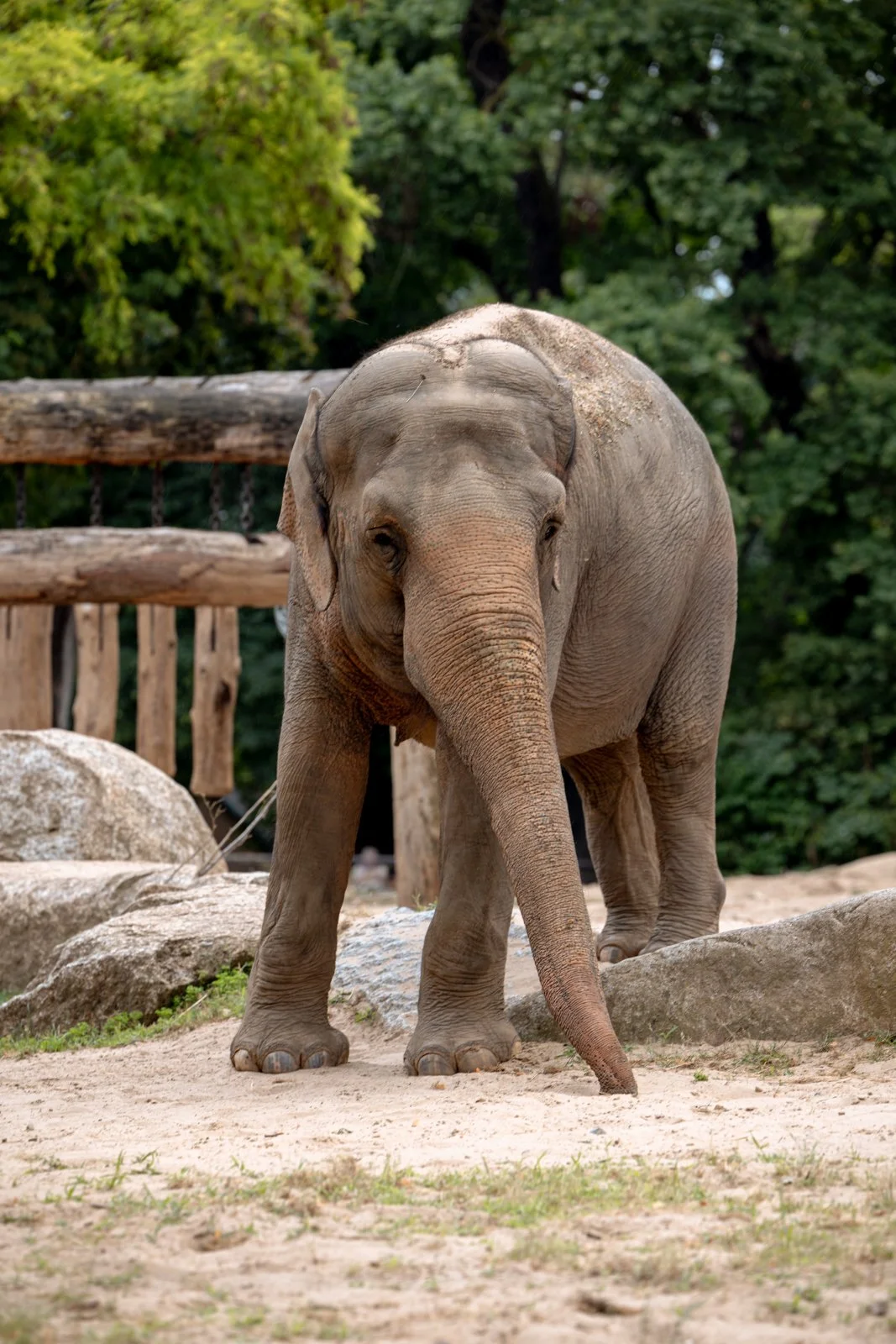 2026 BERLIN ZOO-1.jpg
