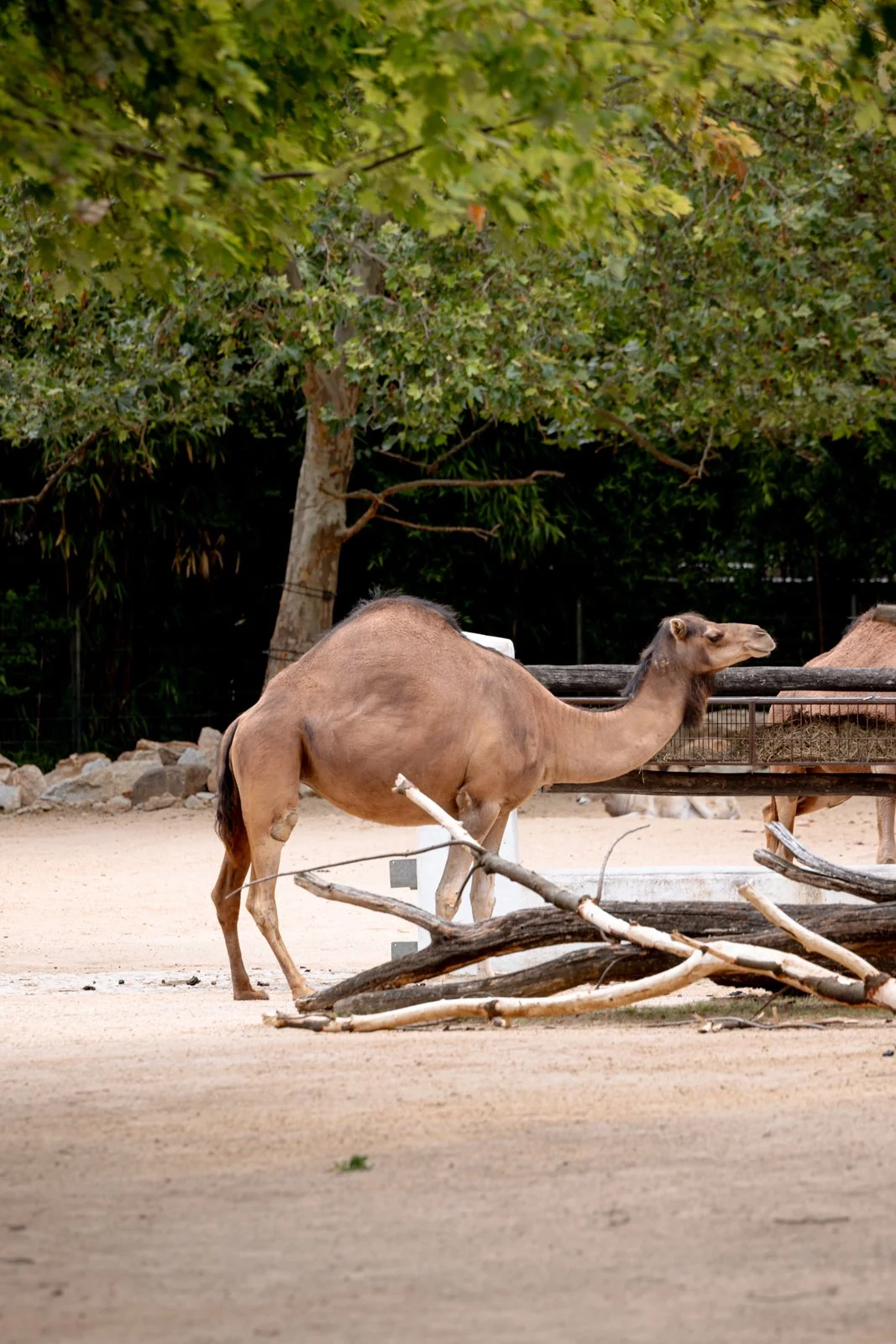 2026 BERLIN ZOO-5.jpg