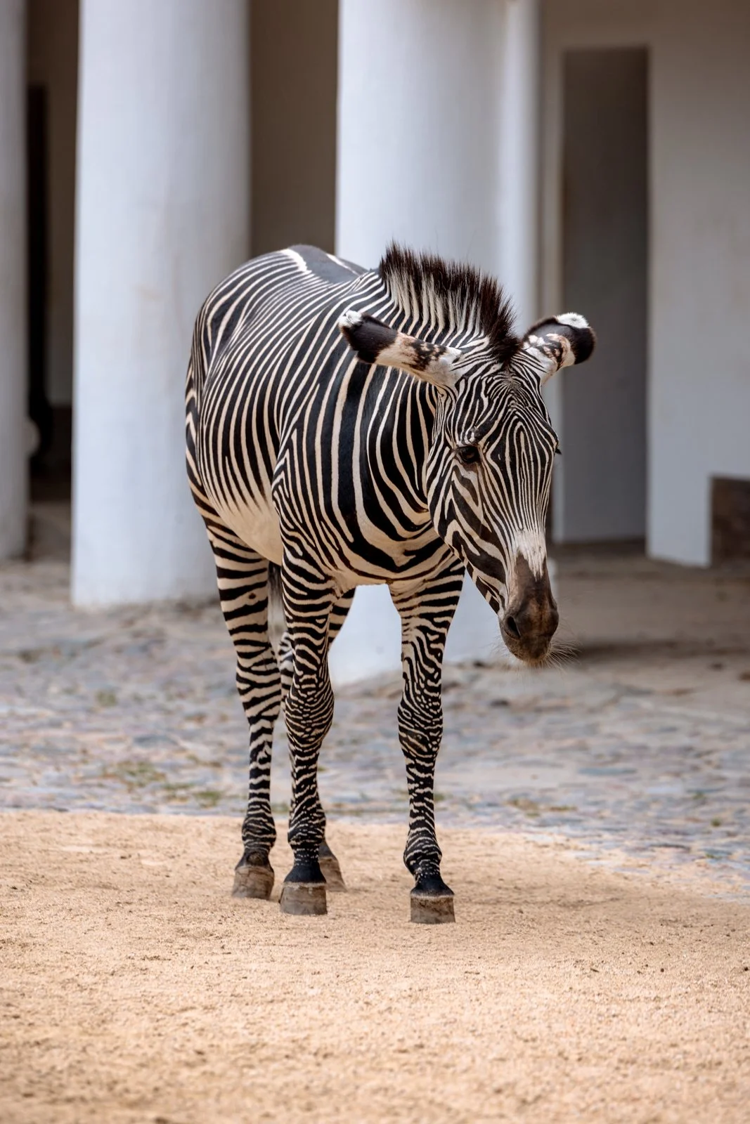2026 BERLIN ZOO-6.jpg