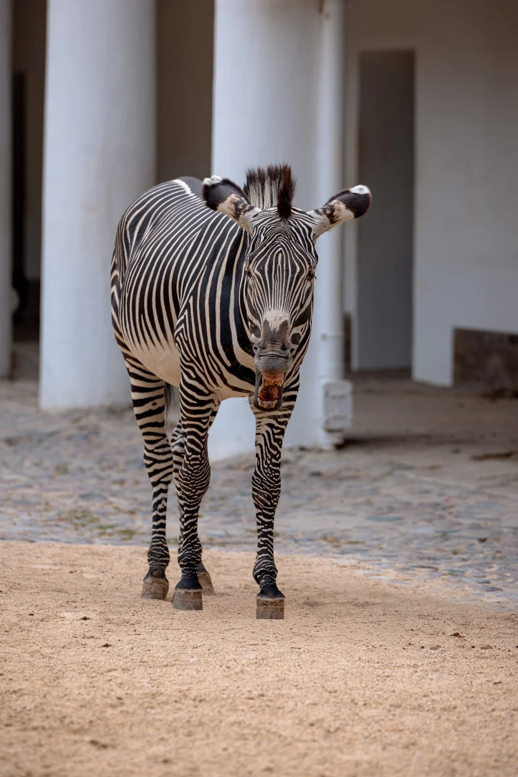 2026 BERLIN ZOO-7.jpg