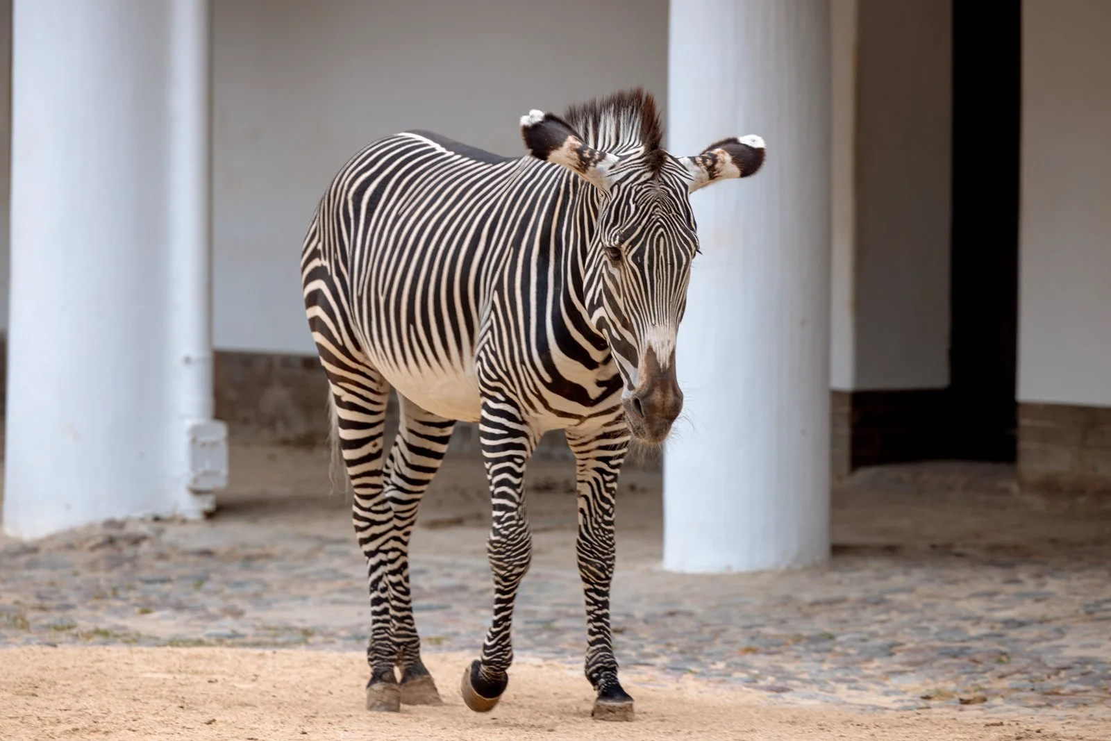 2026 BERLIN ZOO-8.jpg