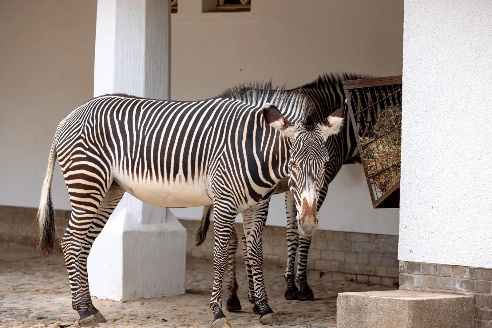 2026 BERLIN ZOO-9.jpg