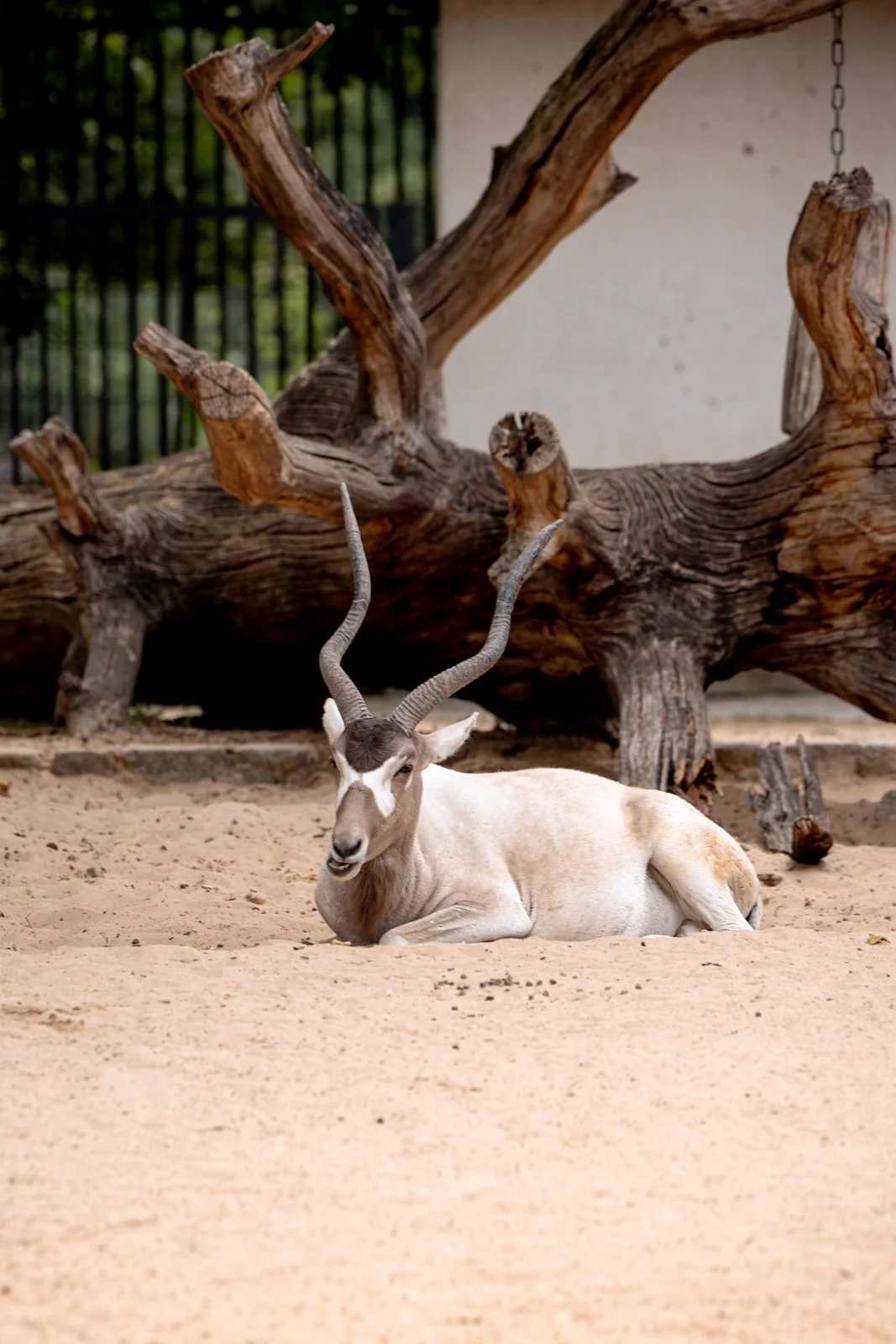 2026 BERLIN ZOO-10.jpg