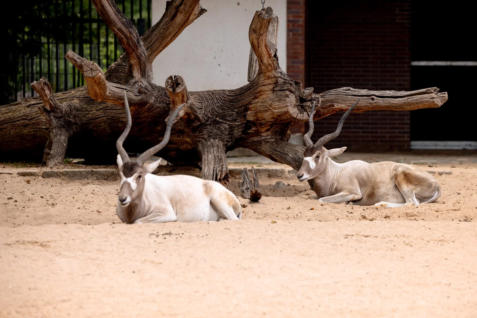 2026 BERLIN ZOO-11.jpg