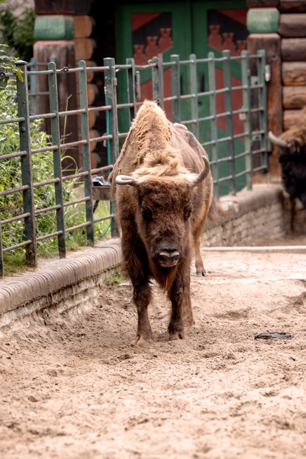 2026 BERLIN ZOO-12.jpg