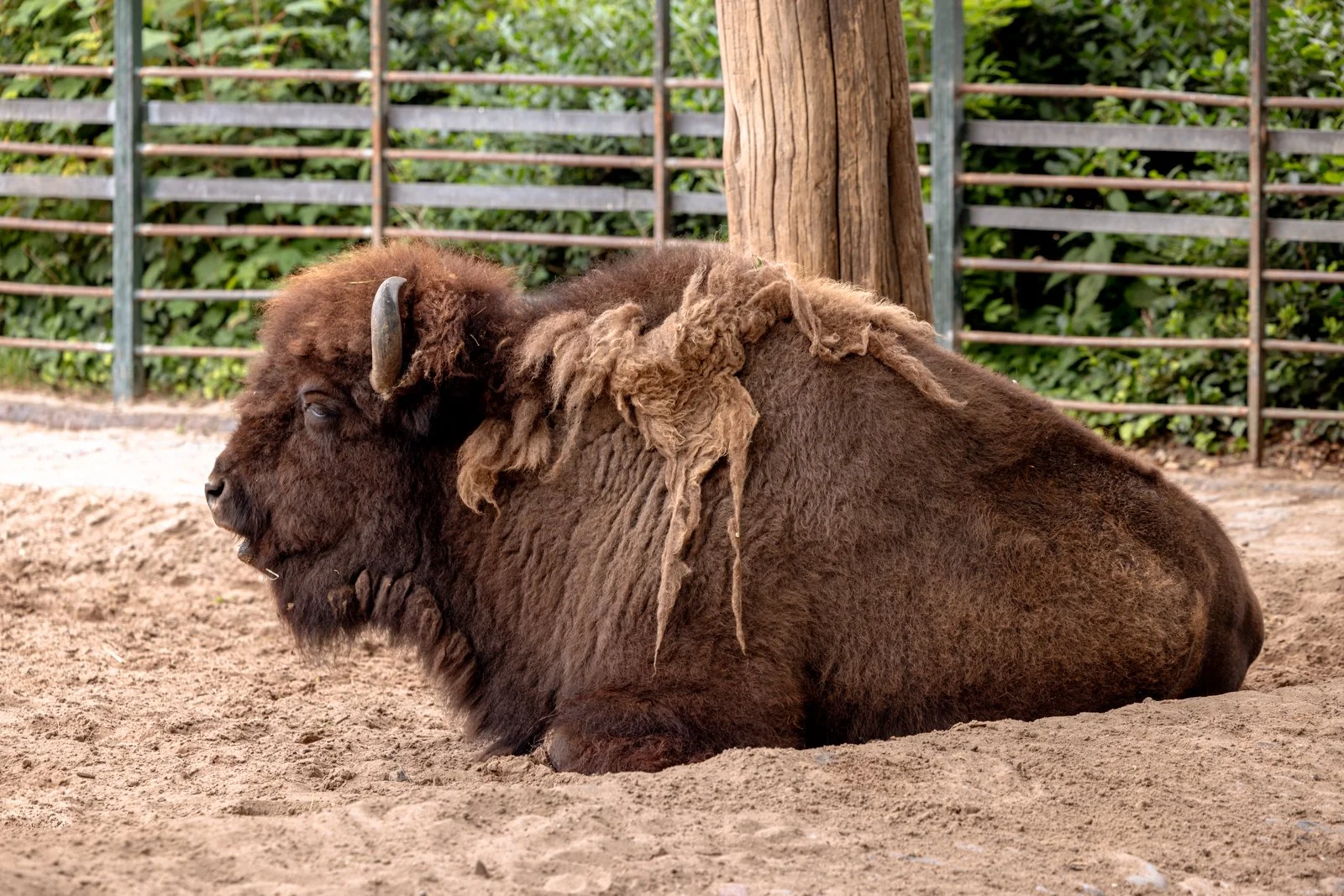 2026 BERLIN ZOO-13.jpg
