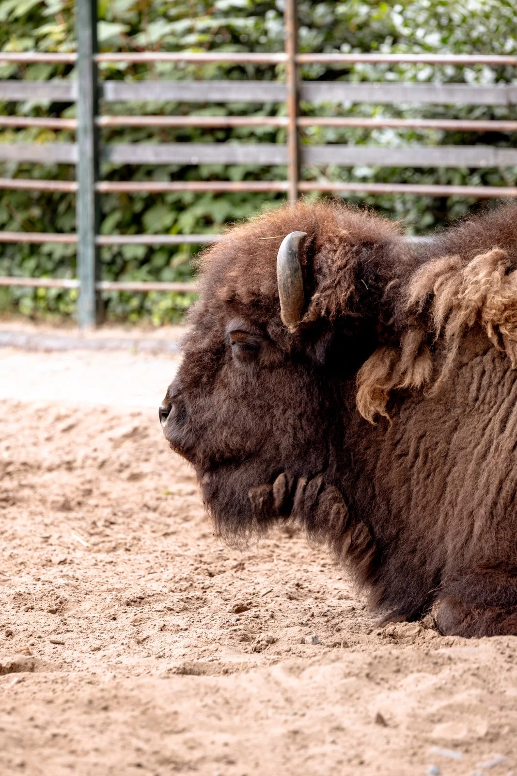 2026 BERLIN ZOO-14.jpg