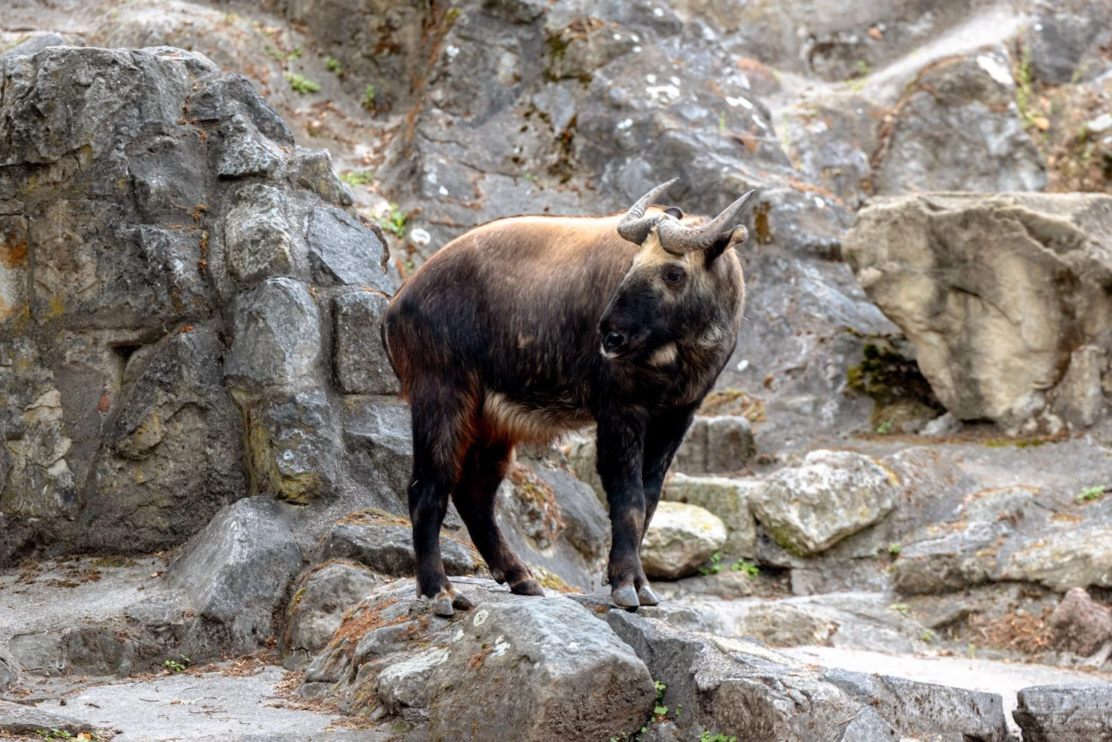 2026 BERLIN ZOO-15.jpg