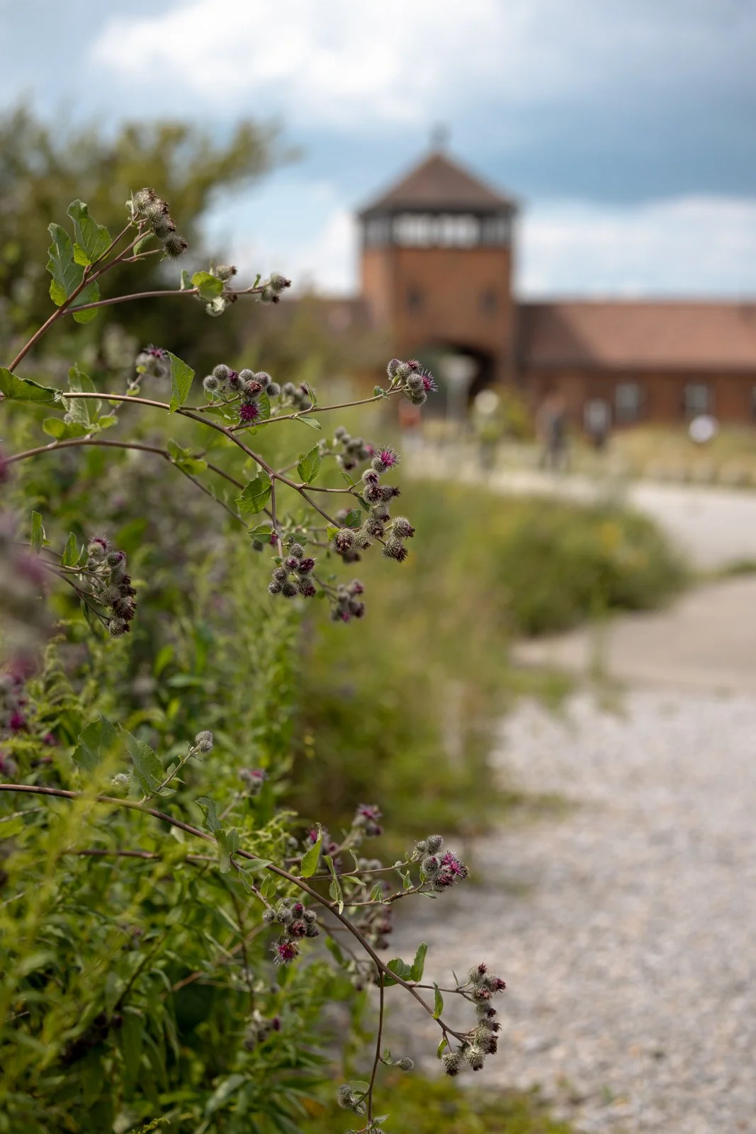 2026 AUSCHWITZ BIRKENAU-79.jpg